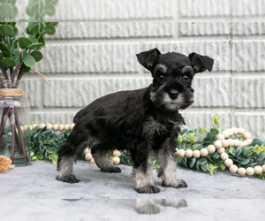 Medium Schnauzer (Miniature)