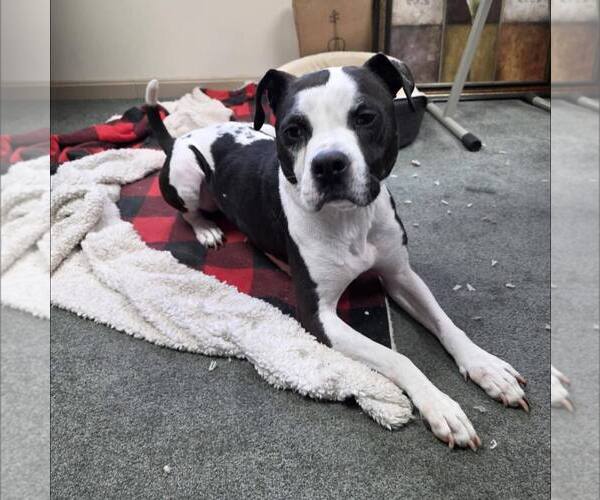 Medium Photo #1 American Bulldog-Unknown Mix Puppy For Sale in New Oxford , PA, USA