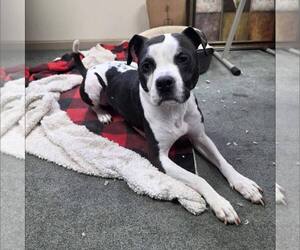 American Bulldog-Unknown Mix Dogs for adoption in New Oxford , PA, USA