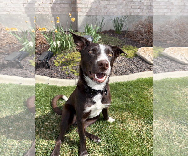 Medium Photo #2 Border Collie-Unknown Mix Puppy For Sale in Sandy, UT, USA