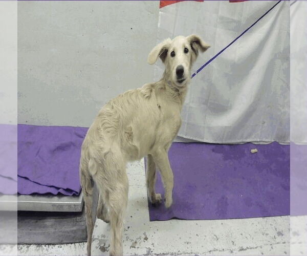 Medium Photo #2 Golden Labrador Puppy For Sale in Lakewood, CO, USA