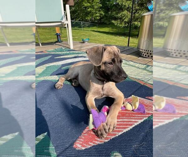Medium Photo #10 Mutt Puppy For Sale in Rootstown, OH, USA