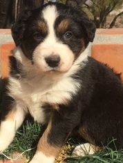 Australian Shepherd Puppy for sale in APACHE JUNCTION, AZ, USA