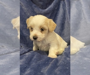 Maltipoo Puppy for sale in EAGLE LAKE, FL, USA