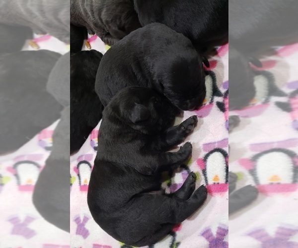 Medium Photo #1 Labrador Retriever Puppy For Sale in OLYMPIA, WA, USA