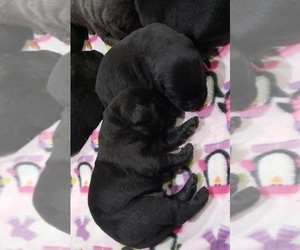 Medium Labrador Retriever