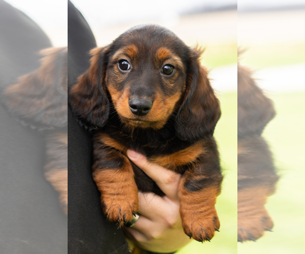 Medium Photo #1 Dachshund Puppy For Sale in WAKARUSA, IN, USA