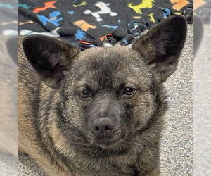 Pembroke Welsh Corgi-Unknown Mix Dogs for adoption in Huntley, IL, USA
