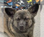 Small Pembroke Welsh Corgi Mix