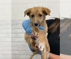 Border Collie Dogs for adoption in San Bernardino, CA, USA
