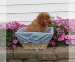 Small Photo #33 English Cream Golden Retriever Puppy For Sale in ATHENS, WI, USA