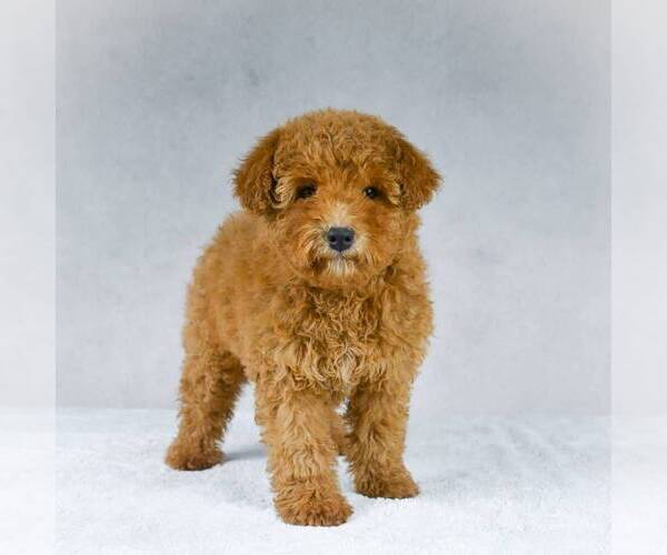 Medium Photo #6 Goldendoodle-Poodle (Miniature) Mix Puppy For Sale in DALTON, OH, USA