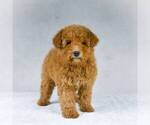 Small Photo #6 Goldendoodle-Poodle (Miniature) Mix Puppy For Sale in DALTON, OH, USA