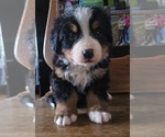 Small #3 Bernese Mountain Dog