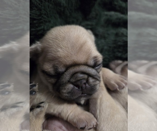 Medium Photo #47 Pug Puppy For Sale in HILLSDALE, MI, USA