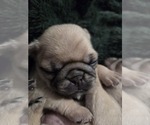 Small Photo #47 Pug Puppy For Sale in HILLSDALE, MI, USA