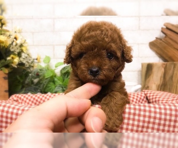 Medium Photo #2 Poodle (Toy) Puppy For Sale in SAN JOSE, CA, USA