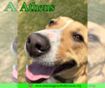 Small #3 American Staffordshire Terrier-Catahoula Leopard Dog Mix