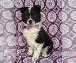Small Photo #3 Border Collie-Unknown Mix Puppy For Sale in QUARRYVILLE, PA, USA