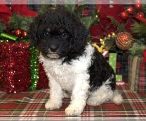 Cavachon-Poodle (Miniature) Mix Puppy for sale in HUTCHINSON, KS, USA