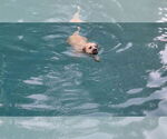 Small #21 Bulldog-English Foxhound Mix