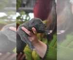 Small Photo #3 Great Dane Puppy For Sale in DANIELSON, CT, USA