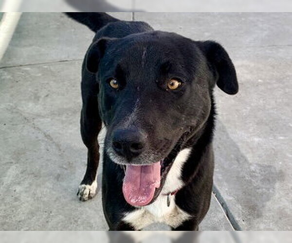 Medium Photo #1 Labrador Retriever-Unknown Mix Puppy For Sale in Martinez, CA, USA