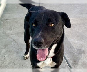 Labrador Retriever-Unknown Mix Dogs for adoption in Martinez, CA, USA