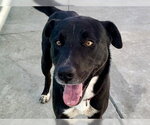 Small Labrador Retriever Mix
