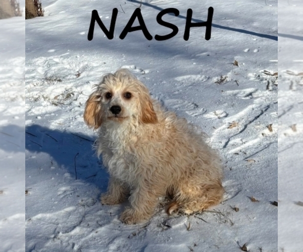 Medium Photo #1 Cavapoo (Miniature) Puppy For Sale in HARTLAND, MN, USA