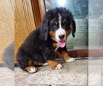 Small Photo #4 Bernese Mountain Dog Puppy For Sale in BRIDGEWATER, VA, USA