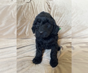 Labradoodle Puppy for sale in BERLIN, NJ, USA