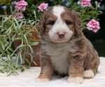 Small #6 Miniature Bernedoodle