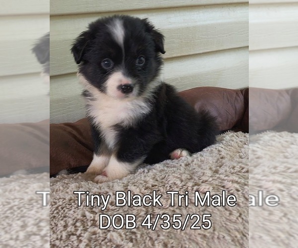 Medium Photo #7 Miniature Australian Shepherd Puppy For Sale in WOODLEAF, NC, USA