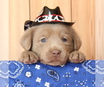 Small Photo #2 Labrador Retriever Puppy For Sale in MARSHFIELD, MO, USA