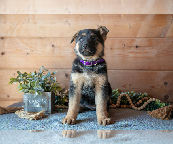 Medium Photo #1 German Shepherd Dog Puppy For Sale in GORDONVILLE, PA, USA