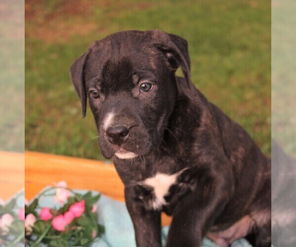 Medium Photo #2 Cane Corso-Labrador Retriever Mix Puppy For Sale in CHARLOTT HALL, MD, USA