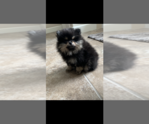 Pomeranian Puppy for sale in ELK GROVE, CA, USA