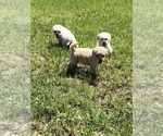 Small Photo #2 Maltipoo Puppy For Sale in OCALA, FL, USA