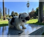 Small Photo #25 Shih Tzu Puppy For Sale in HAYWARD, CA, USA