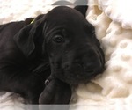 Small Photo #10 Great Dane Puppy For Sale in TWAIN HARTE, CA, USA
