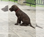 Small #11 Chesapeake Bay Retriever