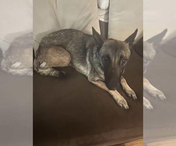 Medium Photo #2 Mutt Puppy For Sale in Imlay City, MI, USA