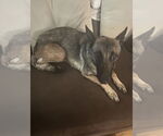 Small #1 Mutt