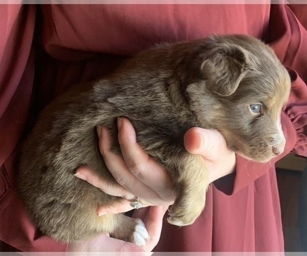 Medium Photo #6 Australian Shepherd Puppy For Sale in CHARLESTON, SC, USA