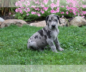 Great Dane Puppy for sale in SHILOH, OH, USA