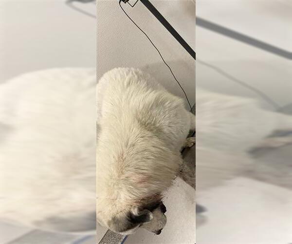 Medium Photo #1 Great Pyrenees Puppy For Sale in Houston, TX, USA