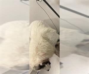 Great Pyrenees Dogs for adoption in Houston, TX, USA