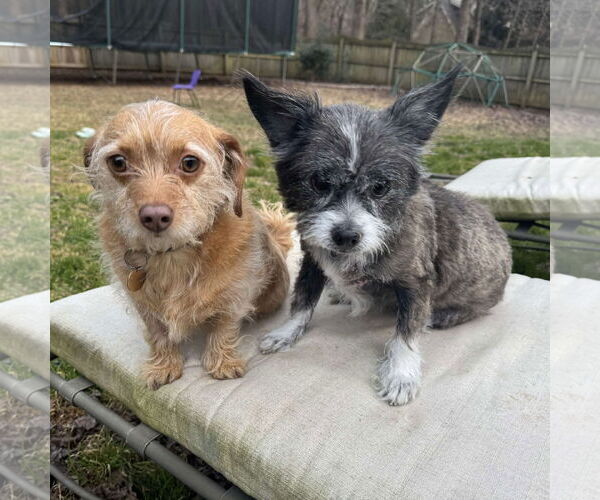 Medium Photo #3 Mutt Puppy For Sale in Spring Lake, NC, USA
