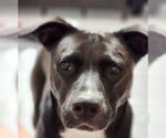Small #15 American Staffordshire Terrier Mix
